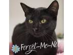 Adopt Alessandra a Domestic Short Hair