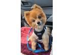 Adopt Romeo a Red/Golden/Orange/Chestnut Pomeranian / Mixed dog in Kansas City