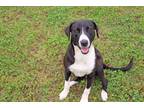 Adopt Henrietta a Black - with White Border Collie / Labrador Retriever / Mixed