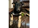 Adopt SELENA a Black - with Tan, Yellow or Fawn German Shepherd Dog /