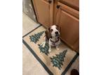 Adopt Lilo a Beagle