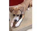 Adopt Tito a Tan/Yellow/Fawn - with White Pit Bull Terrier / Beagle / Mixed dog