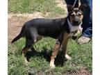 Adopt Sammy a Black - with Tan, Yellow or Fawn German Shepherd Dog / Australian