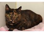 Adopt Javelina a Brown or Chocolate Domestic Shorthair / Mixed cat in St.