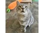 Adopt Finnigan a Gray or Blue Domestic Shorthair / Mixed cat in Easton
