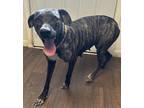 Adopt Aubrey a Brindle Mountain Cur dog in Opelousas, LA (38283633)