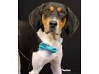 Adopt Gummy Bear a Tricolor (Tan/Brown & Black & White) Treeing Walker Coonhound