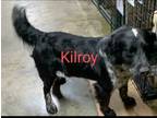 Adopt KILROY a Australian Shepherd / Mixed dog in Roanoke, VA (38441891)
