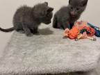 Russian Blue Litter