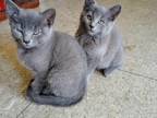 Grey Kittens