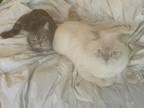 Chloe And Sunnys Kittens
