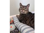 Adopt Devlin a Domestic Short Hair