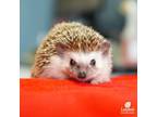 Adopt Gwen a Hedgehog