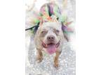 Adopt Griffin a Merle American Pit Bull Terrier / Mixed dog in Charleston