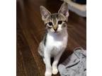 Adopt Darla a Brown Tabby Domestic Shorthair (short coat) cat in Toms River