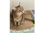 Adopt Oscar a Domestic Shorthair / Mixed (short coat) cat in Cumberland