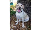 Adopt Sweet Suzy Q a Labrador Retriever