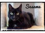 Adopt Sesame a Domestic Short Hair