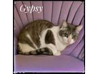 Adopt Gypsy a Domestic Short Hair