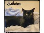 Adopt Sabrina a Domestic Short Hair