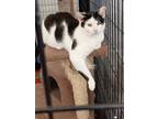 Adopt Q-Tip a Domestic Shorthair / Mixed (short coat) cat in Richmond