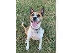 Adopt Garnett a White - with Brown or Chocolate Blue Heeler / Pit Bull Terrier