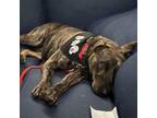 Adopt Hildegard a Plott Hound