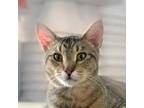 Adopt Jefferson a Brown Tabby Domestic Shorthair / Mixed cat in Palatine