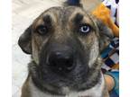 Adopt BARBIE (Mid-East) yo a Brindle German Shepherd Dog / Husky dog in Langley