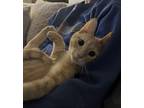 Adopt Pancake 0913 a Domestic Shorthair / Mixed cat in Dallas, TX (38497941)