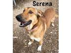 Adopt Serena a Collie, Great Pyrenees