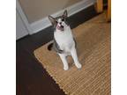 Adopt Sophie PAH a White (Mostly) Domestic Shorthair / Mixed cat in Mount