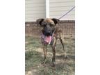 Adopt Orville a Brindle - with White Mixed Breed (Medium) dog in Dickson