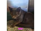 Adopt Rocket 21C-0309 a Domestic Short Hair