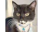 Adopt Zuke a Domestic Shorthair / Mixed cat in Port Washington, NY (38379335)