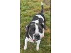 Adopt Shelby a White - with Black Pit Bull Terrier / Mixed dog in Somerset