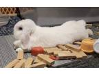 Adopt Lamb Chop 1/2 off SALE a Holland Lop