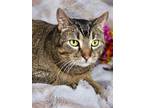 Adopt Lucy a Tabby, Domestic Short Hair