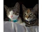 Adopt Cheez It n Gizmo - bonded kittens a Domestic Short Hair, Calico