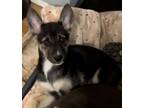 Adopt Snickers a Husky, Border Collie