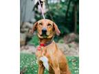 Adopt LARUE a Golden Retriever, Redbone Coonhound