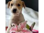 Adopt Zelda a Labrador Retriever, Beagle