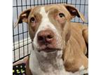 Adopt Katie a Mixed Breed