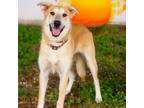 Adopt Alabama Whitman 24-02-141 a Great Pyrenees