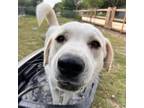 Adopt Lavender Swift a Great Pyrenees, Labrador Retriever