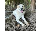 Adopt Lavender Swift a Great Pyrenees, Labrador Retriever