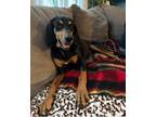 Adopt Sarai a Black and Tan Coonhound, Beagle