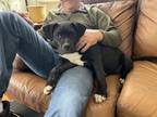 Adopt Freya a American Staffordshire Terrier, Boxer