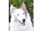 Adopt Lily Mae a Collie