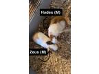 Adopt Courtesy Post: too many guinea pigs a Guinea Pig